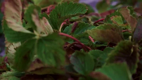 Evening fields of strawberries, plantation beds Stock Footage 225077982