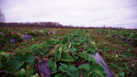 Evening fields of strawberries, plantation beds Stock-Footage 225078015
