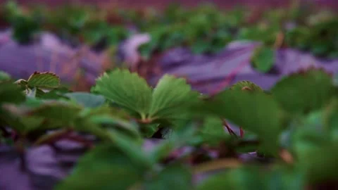 Evening fields of strawberries, plantation beds Stock Footage 225078062