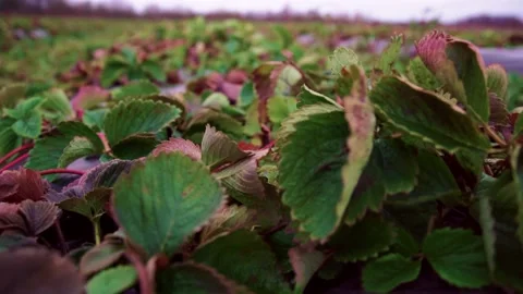 Evening fields of strawberries, plantation beds Stock Footage 225078099