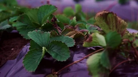 Evening fields of strawberries, plantation beds Stock Footage 225078178