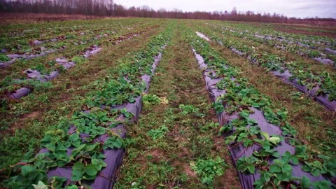 Evening fields of strawberries, plantation beds Stock Footage 225078237