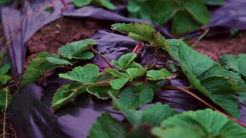 Evening fields of strawberries, plantation beds Stock Footage 225078281