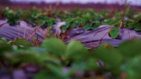 Evening fields of strawberries, plantation beds Stock Footage 225078384