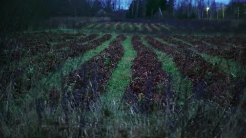Evening fields of strawberries, plantation beds Stock Footage 225078418