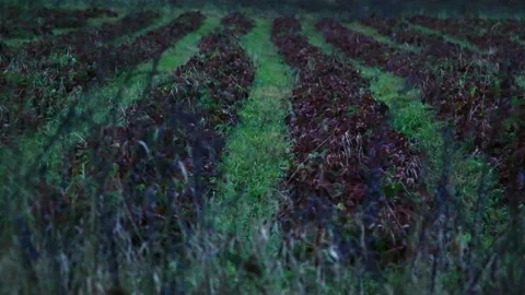 Evening fields of strawberries, plantation beds Stock Footage 225078509
