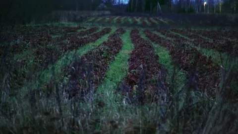 Evening fields of strawberries, plantation beds Stock Footage 225078611