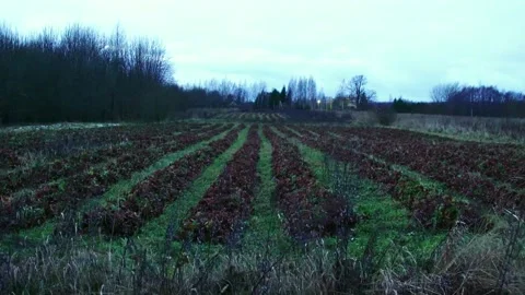 Evening fields of strawberries, plantation beds Stock Footage 225078648