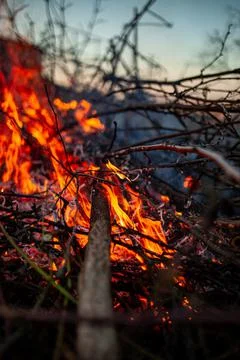 The evening fire is burning. Flames in high quality Stock Photos