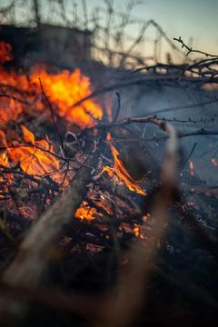 The evening fire is burning. Flames in high quality Stock Photos