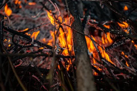 The evening fire is burning. Flames in high quality Stock Photos