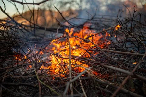 The evening fire is burning. Flames in high quality Stock Photos