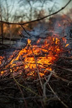 The evening fire is burning. Flames in high quality Stock Photos