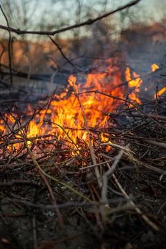 The evening fire is burning. Flames in high quality Stock Photos