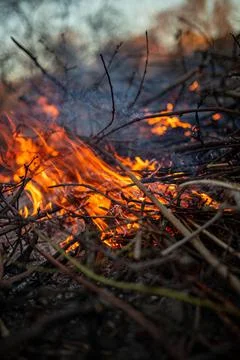The evening fire is burning. Flames in high quality Stock Photos