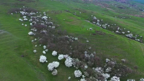 Evening flight over a forest clearing and bushes Stock Footage 153036676