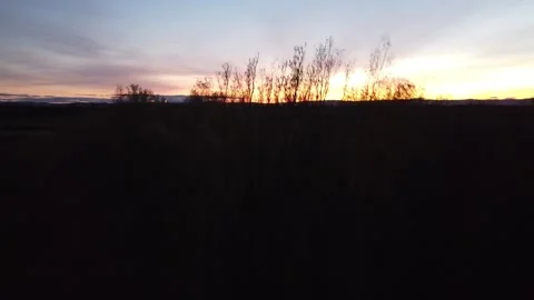 Evening Flight over the Trees Stock Footage 154220384