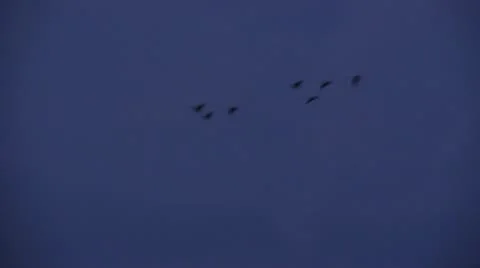 Evening Flock Stock Footage 10062604