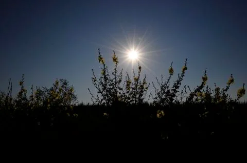 Evening flowers Stock Photos