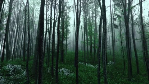 Evening foogy green beech tree forest Stock Footage 341833261