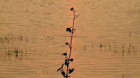 Evening Stock Footage 696782