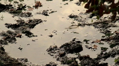 Evening Stock Footage 697086