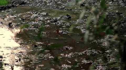 Evening Stock Footage 698784