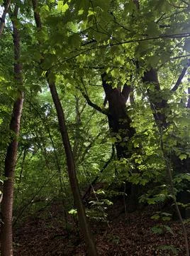 Evening in the forest 3 Stock Photos