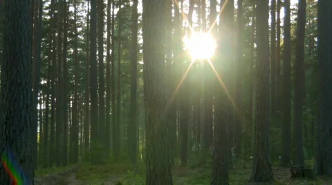 Evening in the forest 動画素材 837838