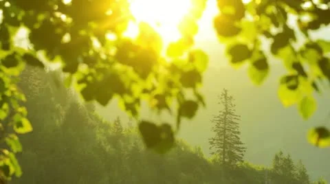 Evening in the forest Stock Footage 12020593