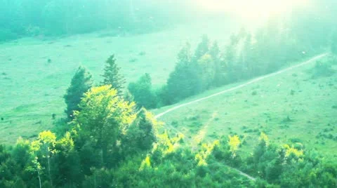 Evening in the forest Stock Footage 20491566
