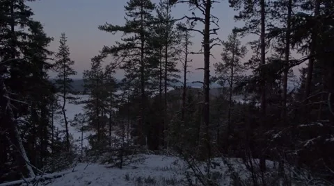 Evening at forest. Video stock 58950595