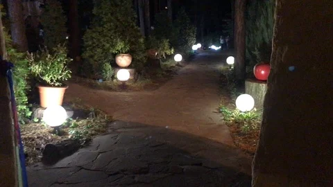 Evening in the forest. Stock Footage 95730853