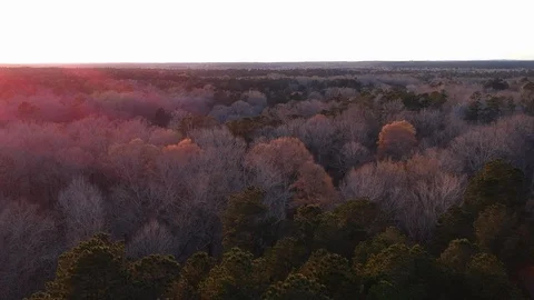 Evening forest Stock Footage