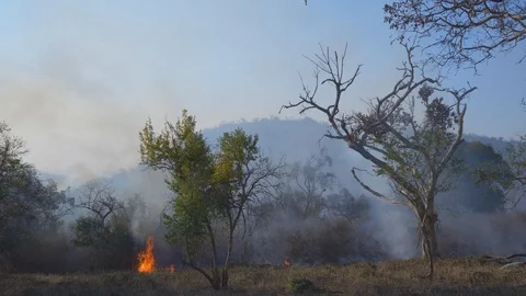 Evening forest with heavy thick smoke from forest fire in between trees. 動画素材 103504669