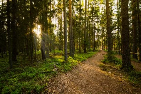 Evening in the Forest Stock Photos