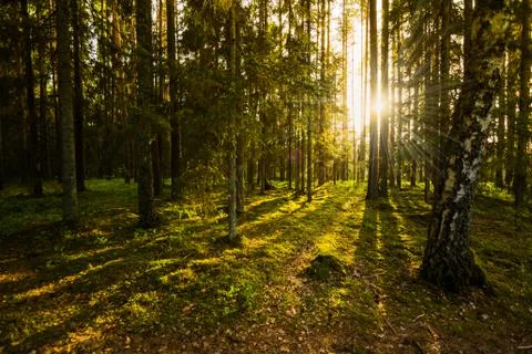 Evening in the Forest Stock Photos