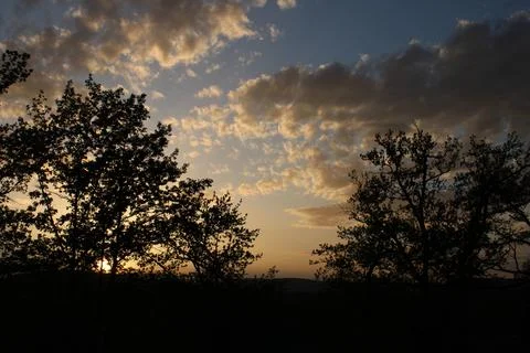 Evening forest Stock Photos