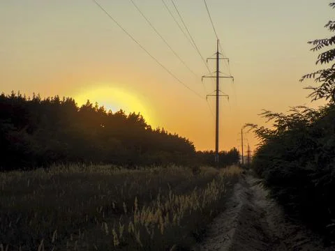 The evening forest Stock Photos