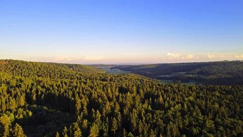 Evening Forest Foto stock