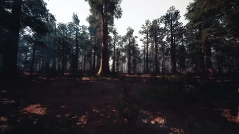Evening forest with shadows and campfire creating cinematic mood Stock Footage 334336960