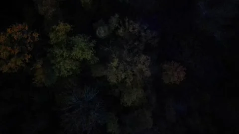 Evening forest shot from above Stock Footage 260303170