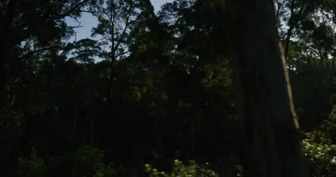 Evening In the Forest With Sun Rays ClipA069 C117 0810Q0 001 1 Stock Footage 283089690