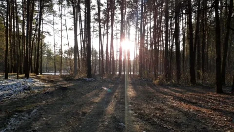 Evening in the forest sunset Stock Footage 144687013