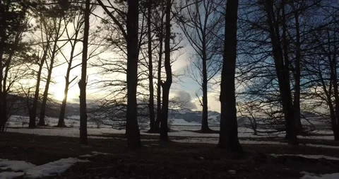Evening forest view 1 Stock Footage 332173826