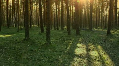 Evening forest walk Vídeo Stock 4705839