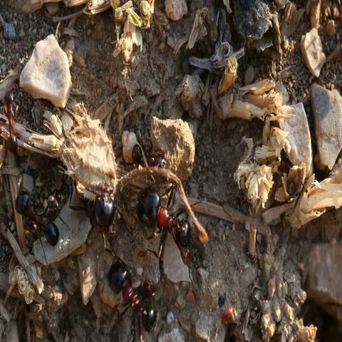 Evening fuss in the anthill 動画素材 69461357