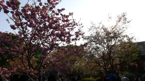 Evening garden of bloomimg cherry trees, Tokyo, Japan Stock Footage 90986863