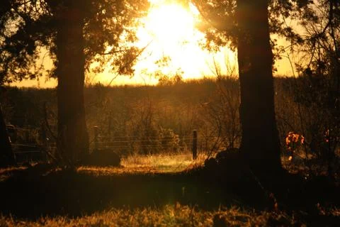 Evening Glory Stock Photos