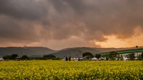 The evening glow of a rape flower field. 스톡 동영상 145572001